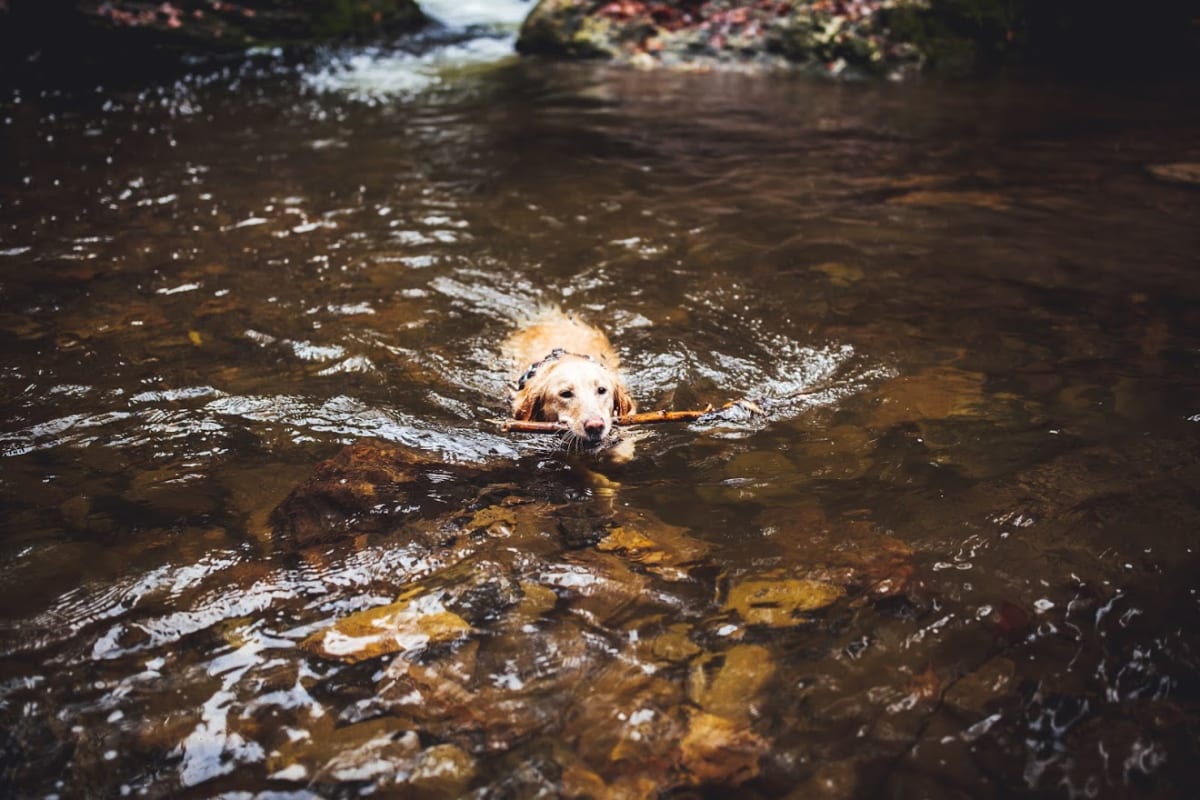 Koule si ve volných chvílích ráda zaplavala.