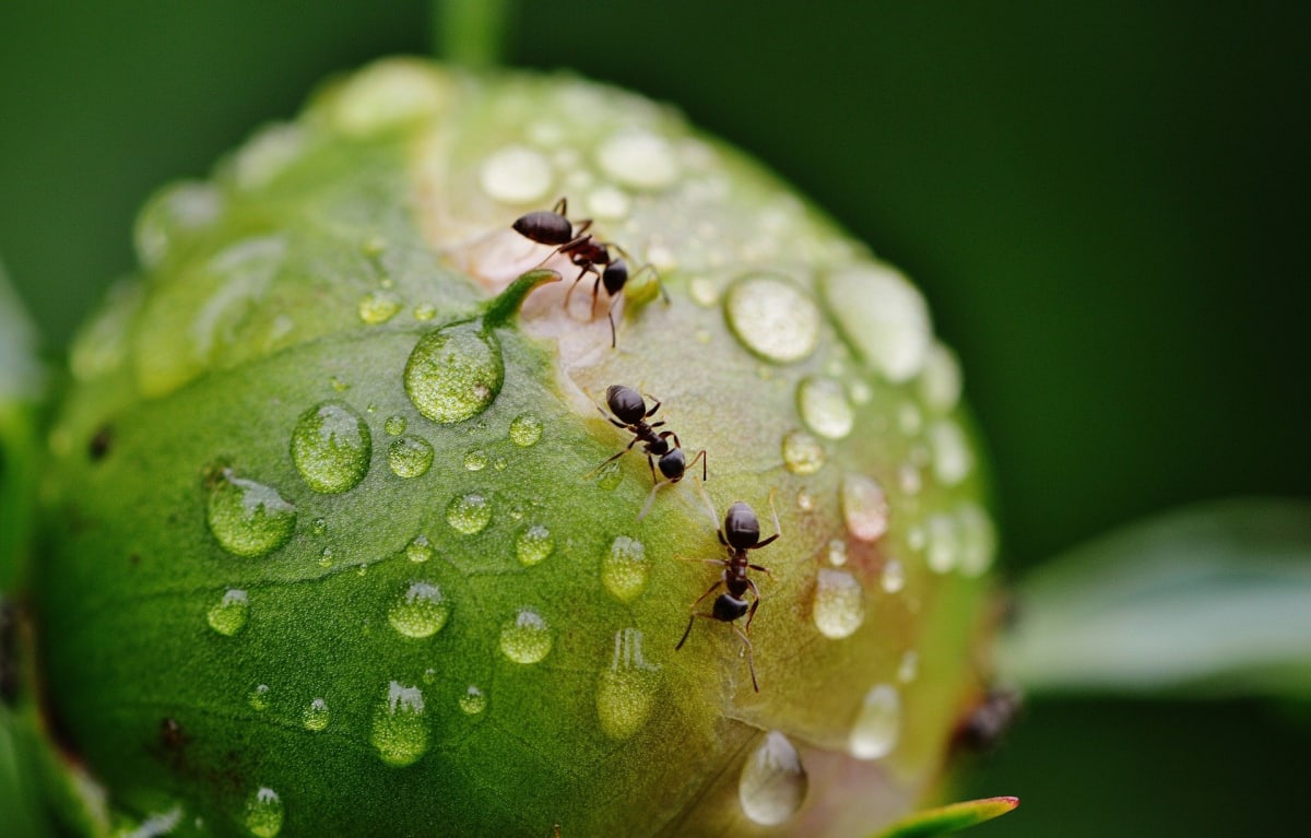 Mravenci jsou velmi disciplinovaní a vědí, jak se zachovat při epidemii