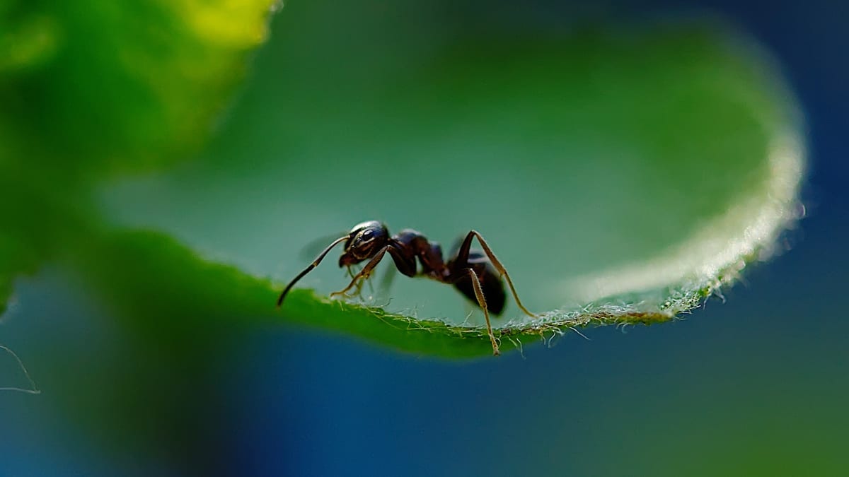 Mravenci jsou velmi inteligentní tvorové.