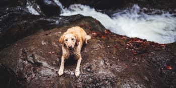 Českem se psem: Výprava za přírodním pokladem Nízkého Jeseníku