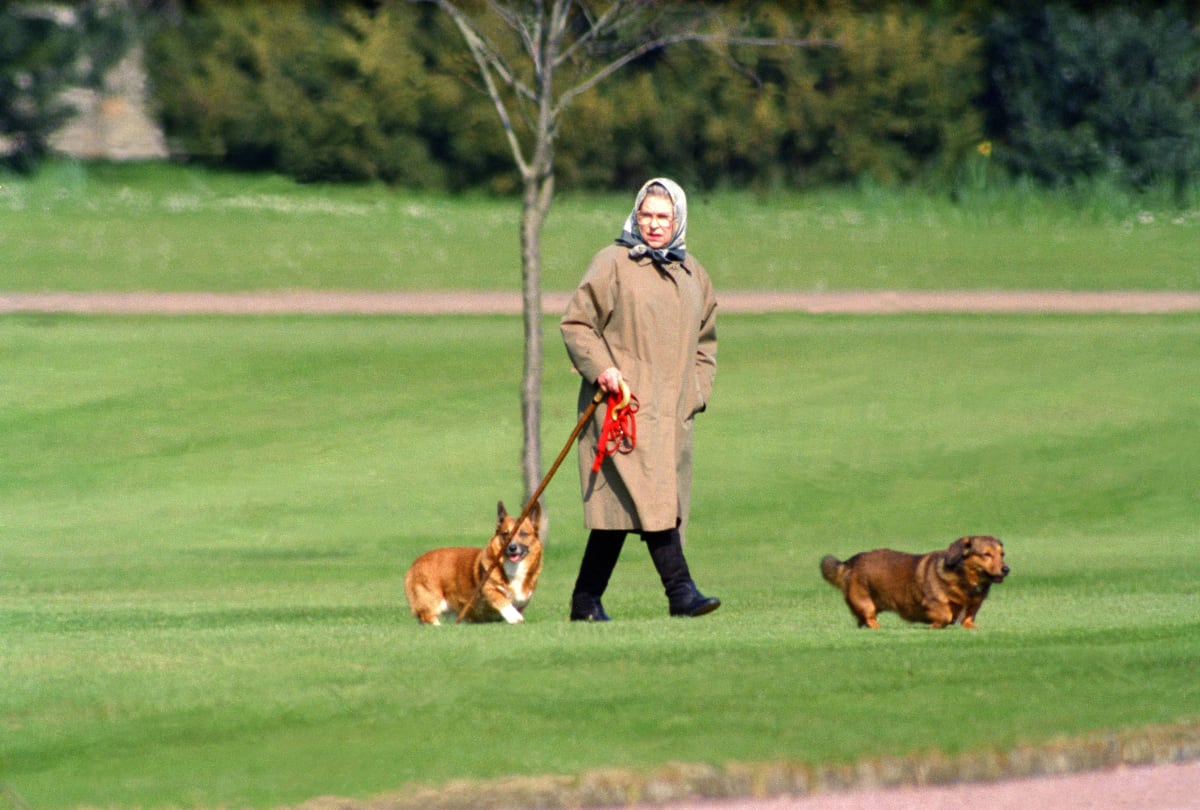 Alžbětini psi prý poznají, kdy je čas na procházku. Královna své psy venčí zásadně sama. Díky tomu má i ve svém věku skvělo kondičku. Fotografie z roku 1994, hrad WIndsor/Getty Images