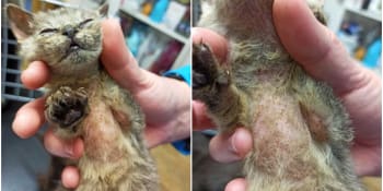 Nemoc jménem dermatofytóza: Koťata bojovala o život kvůli plísni, přežilo jediné