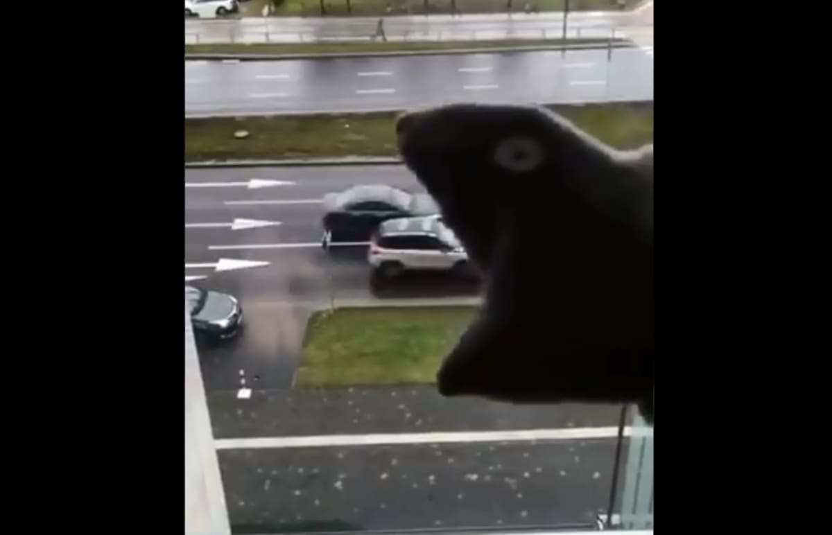 Twitterové video s ponožkovým maňáskem polykajícím auta za oknem