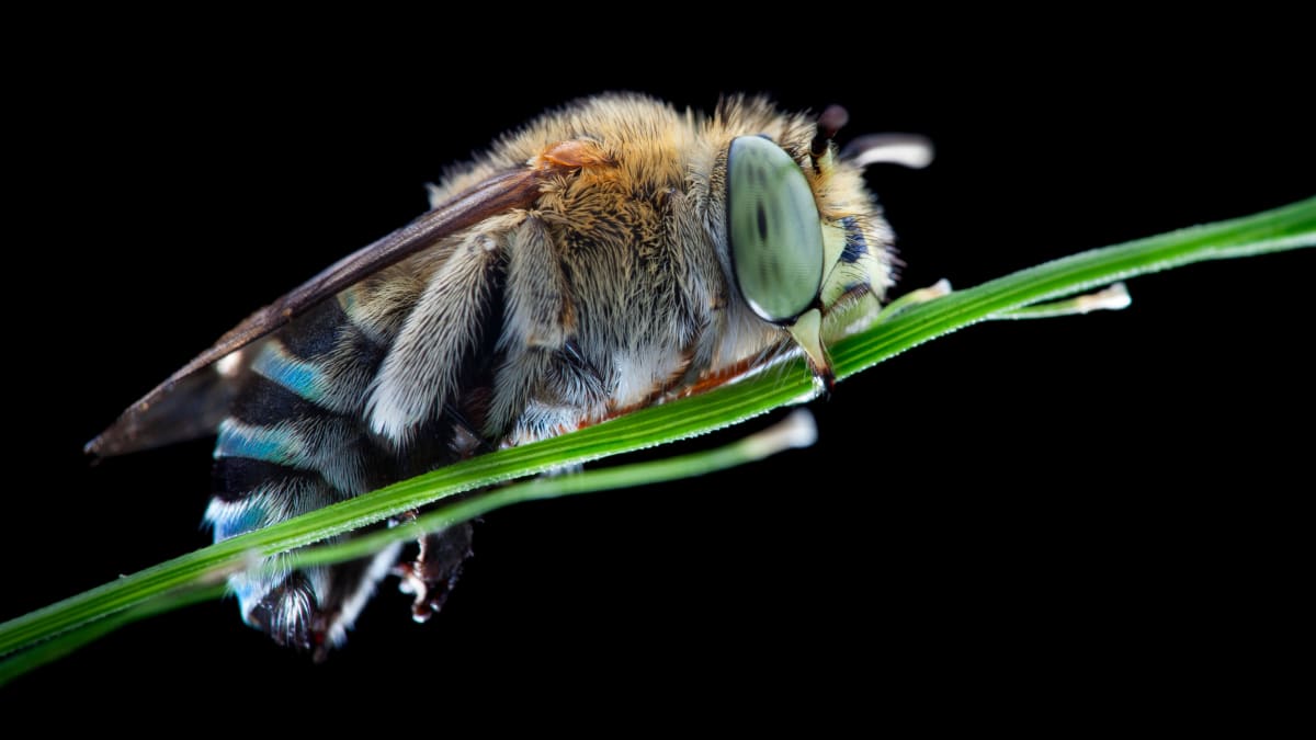 Modrá včela