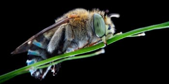 Zázrak přírody. Fascinující modré včely uchvátily Australany