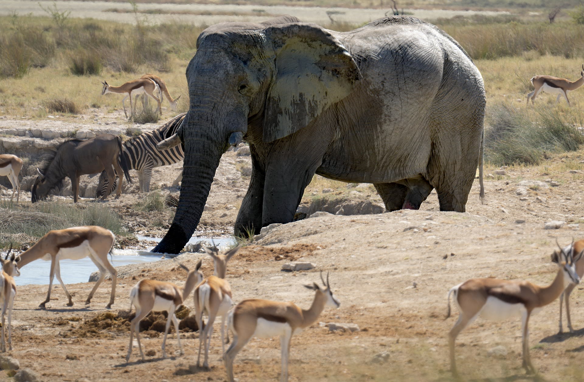 Kvůli suchu se divoká zvířata stahují k lidským sídlům. Podle úřadu jejich situaci pomůže řízený odstřel.