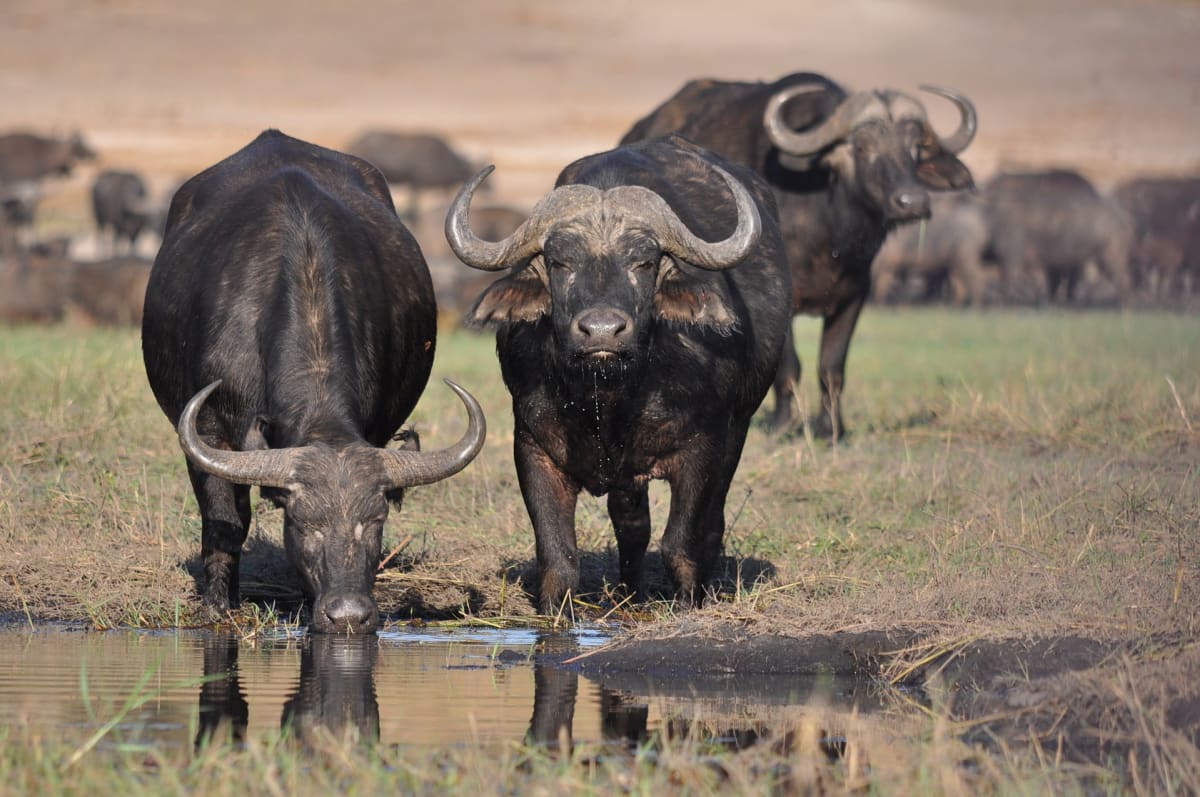 Kromě slonů jsou v Namibii ve velkém odstřelováni i buvoli.