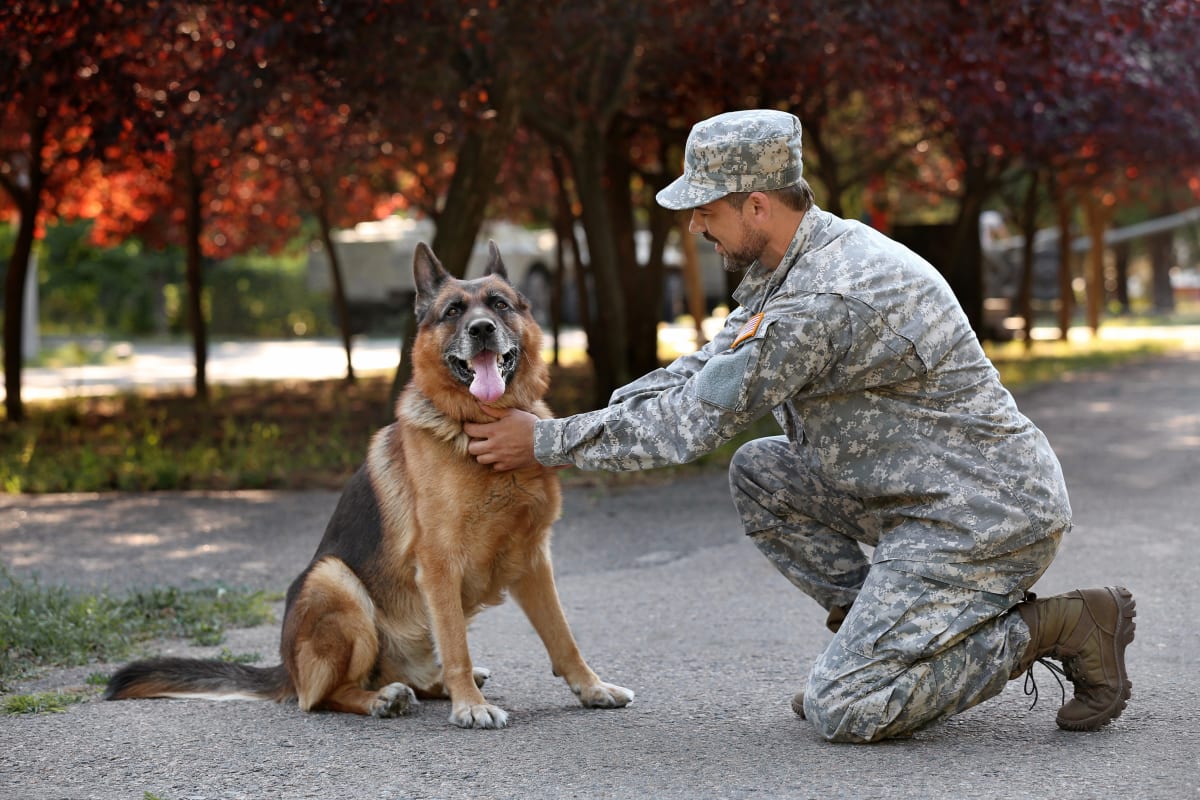Služební psy rakouská armáda cvičí od června (foto: Profimedia).