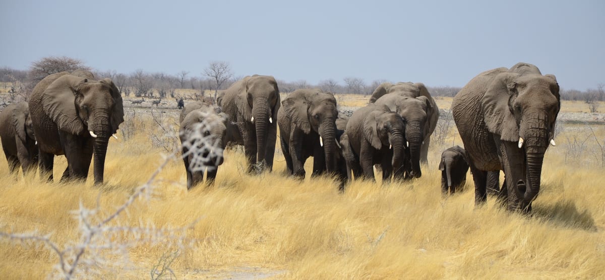 O životy sto sedmdesáti slonů mohou lovci soutěžit v namibijské aukci.