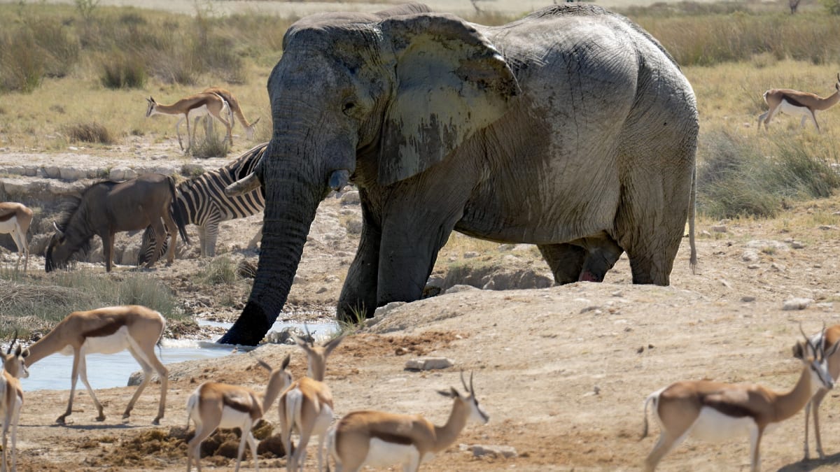 Kvůli suchu se divoká zvířata stahují k lidským sídlům. Podle úřadu jejich situaci pomůže řízený odstřel.