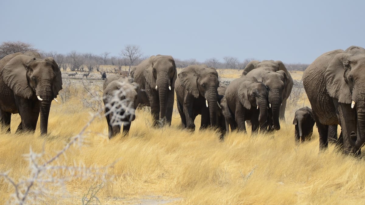 O životy sto sedmdesáti slonů mohou lovci soutěžit v namibijské aukci.