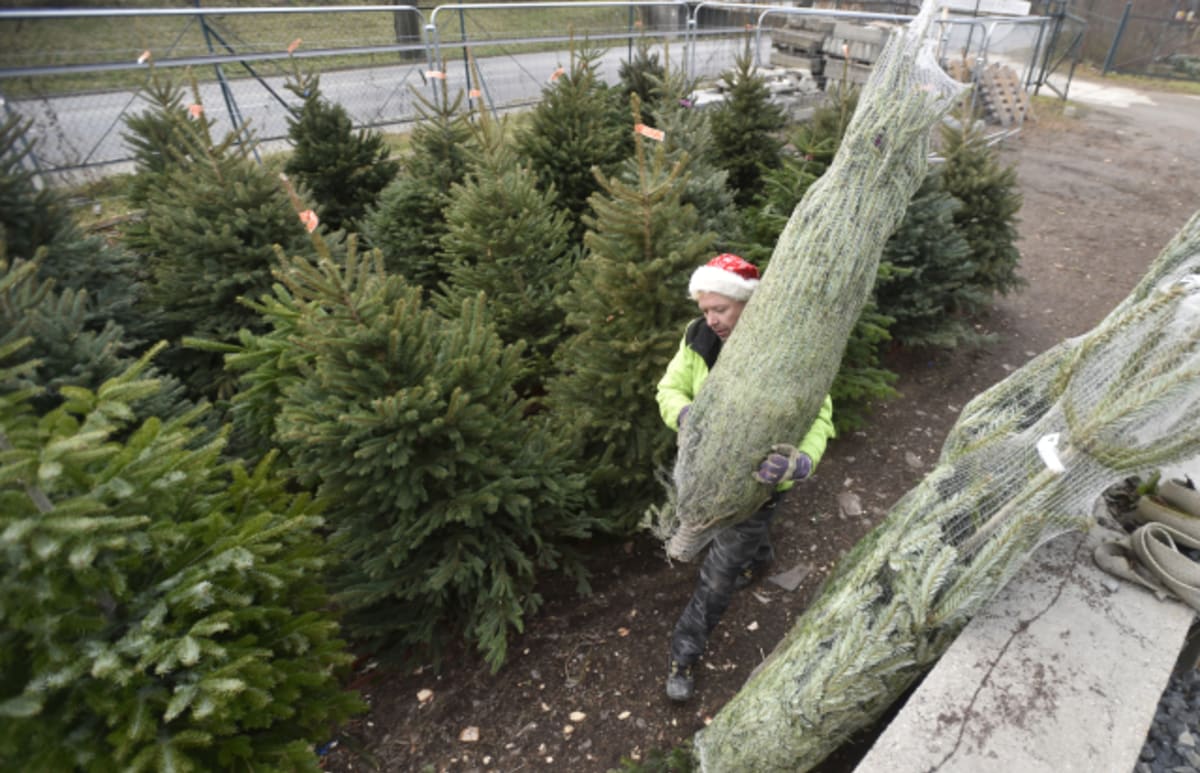 V Česku se ročně prodá zhruba 1,3 milionu vánočních stromků.