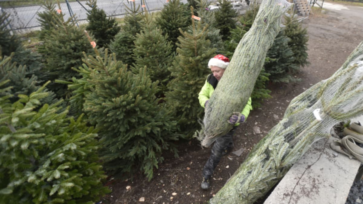 V Česku se ročně prodá zhruba 1,3 milionu vánočních stromků.