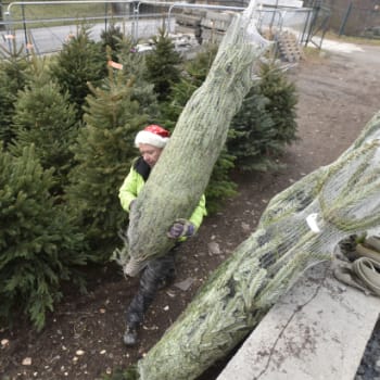 Češi každý rok nakoupí asi 1,3 milionu vánočních stromků. 
