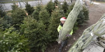 Ekologické vánoční trendy: Umělé stromky netáhnou, zájem je o pronájem jehličnanů