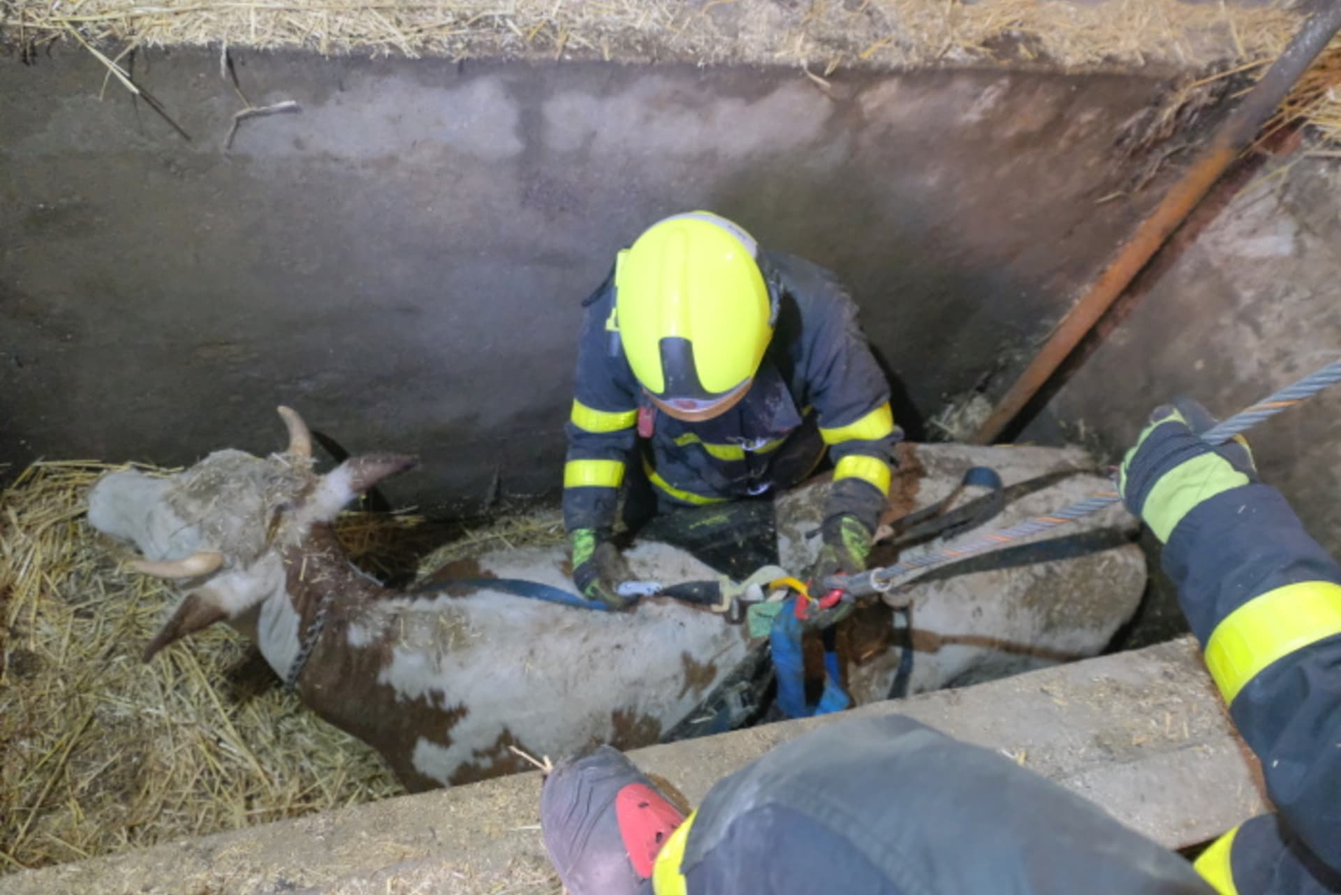  V Ostravě-Nové Bělé hasiči zachránili čtyřsetkilogramovou krávu, která se propadla do jímky. 