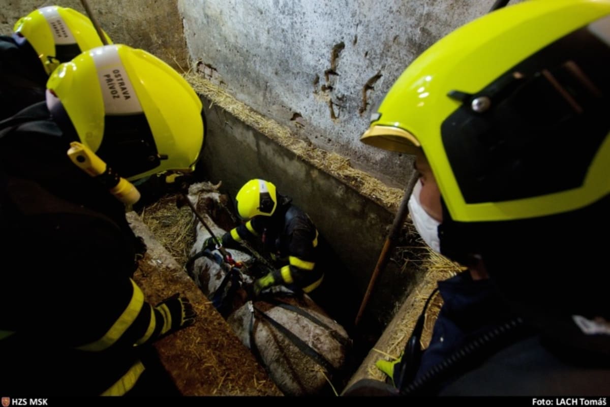  V Ostravě-Nové Bělé hasiči zachránili čtyřsetkilogramovou krávu, která se propadla do jímky. 
