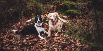 Českem se psem: Výprava za dobrým skutkem, který ocení divoká zvířata