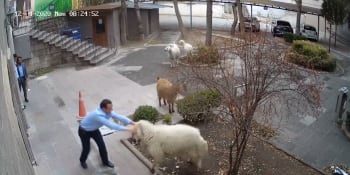 Pětičlenný zvířecí „gang“ šéfovaný ovcí terorizoval obyvatele tureckého města