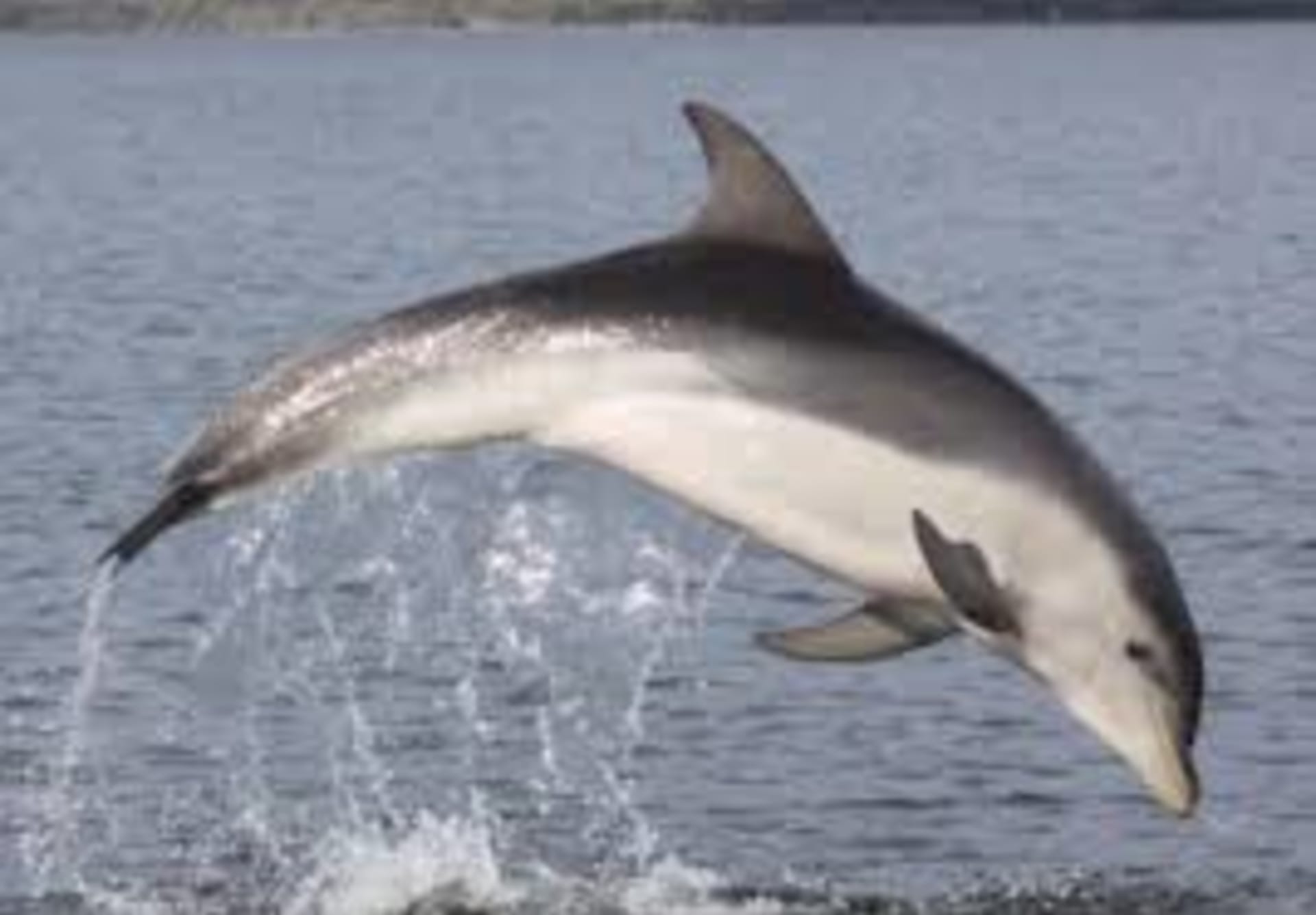 Australští delfíni tasmánští jsou zvláště ohrožení.