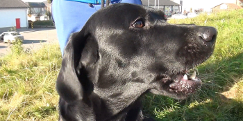 Travič psů z Pardubického kraje znovu zaútočil. Policie žádá o pomoc při pátrání