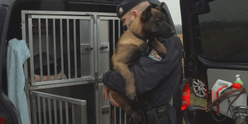 Nová posila pro plzeňské psovody. Jak probíhá výcvik policejního psa? 
