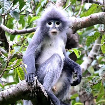 Kriticky ohrožené opice druhu Popa langur žijí pouze na jediném místě v Myanmaru (zdroj: Thaung Win)