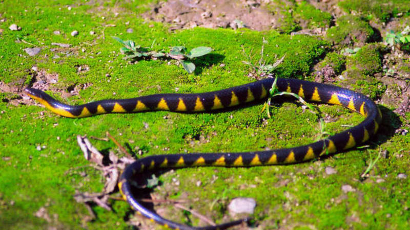 Jeden z devíti nově popsaných druhů hada (autor: Abhijit Das)