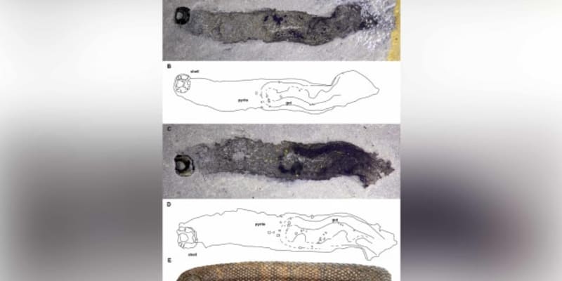 Obrněný slimák Armilimax pauljamisoni (zdroj: Kimmig et al. 2020 )