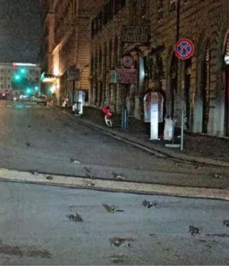 Stovky mrtvých ptáků se objevily na ulicích Říma po oslavách Nového roku. 