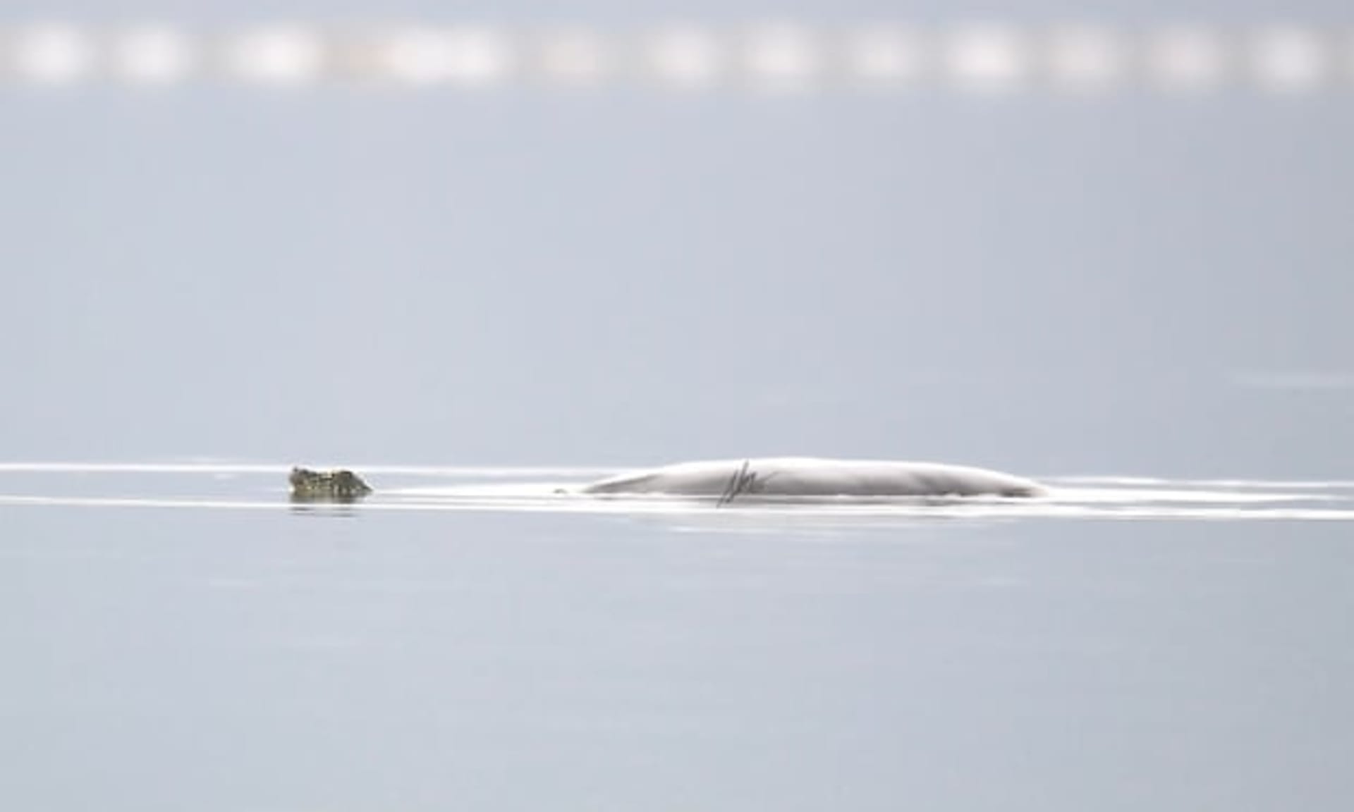 U druhé želvy žijící na jezeře se vědci domnívají, že jde o samce. Zdroj: WCS Vietnam