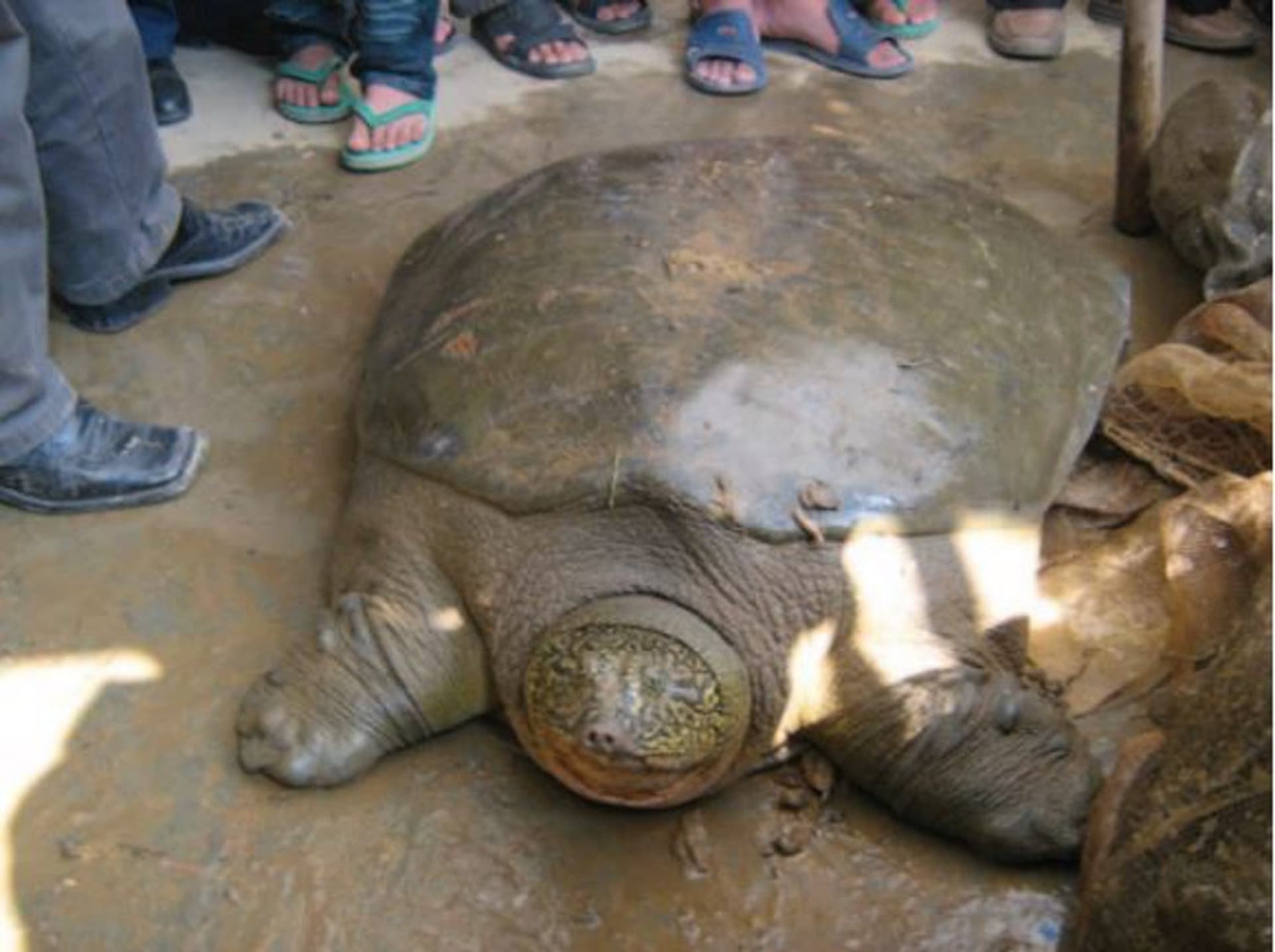 Jediný známý samec žije v čínské zoo. Zdroj: Suzhou Zoo