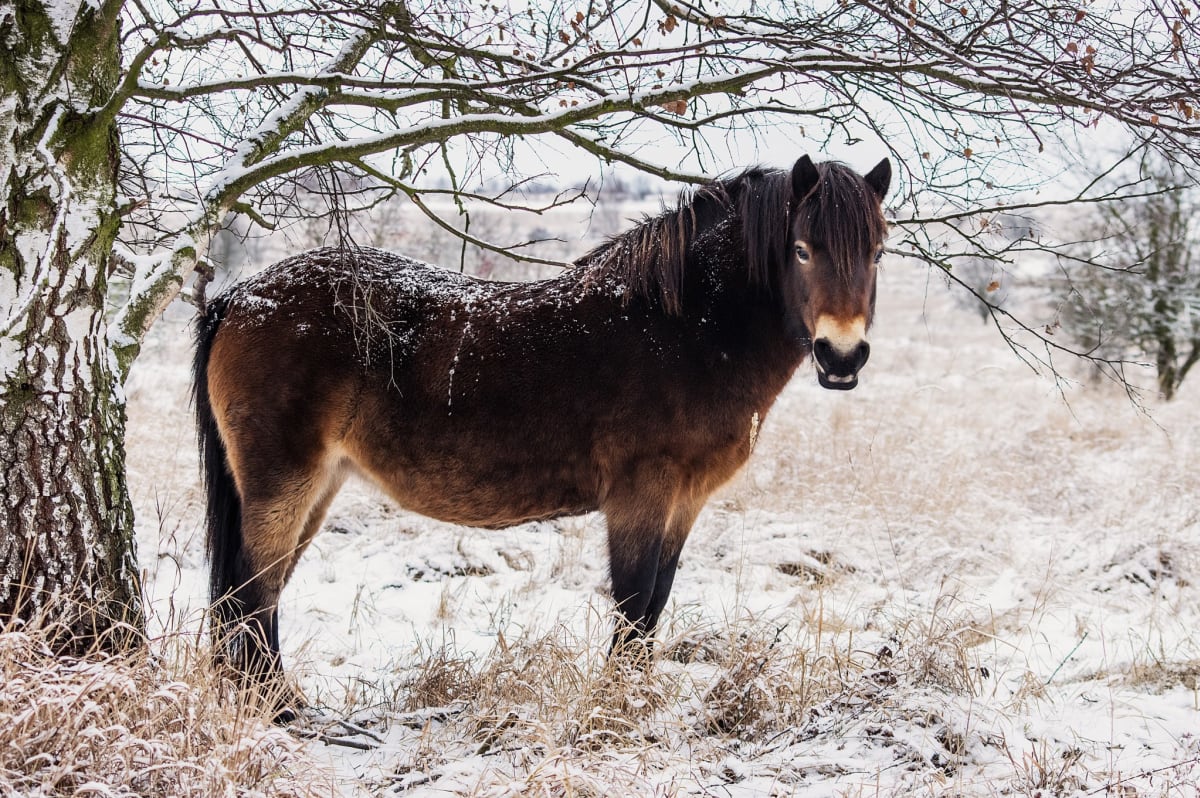 Divocí koně v Milovicích/ foto: Michal Kopping
