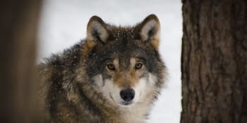 Počet vlků v Česku roste, útoků na hospodářská zvířata ale ubývá
