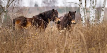 Devět rezervací za šest let: Divocí koně uzdravují půdu a zvelebují českou krajinu 