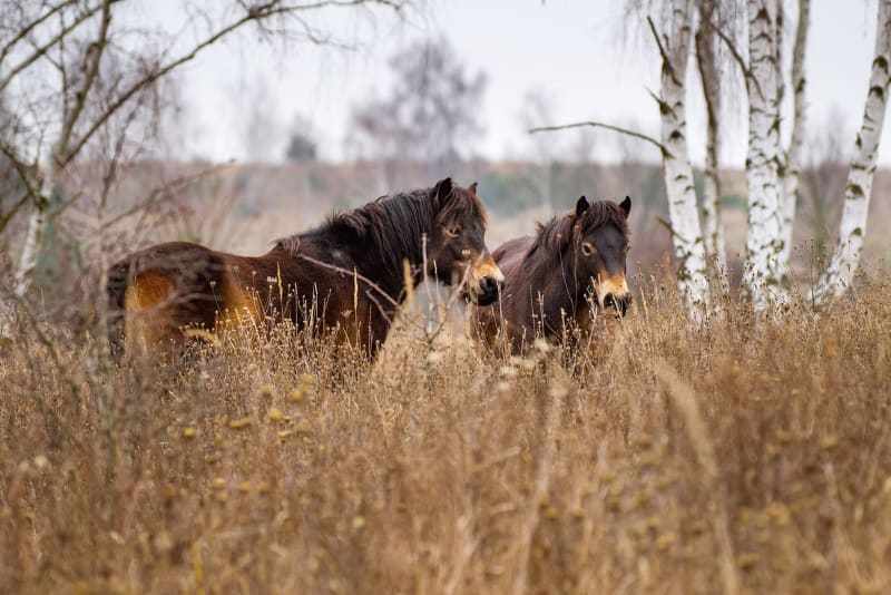 Divocí koně v Milovicích/ Foto: Michal Köpping