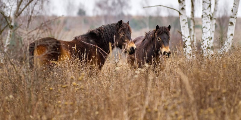 Divocí koně v Milovicích/ Foto: Michal Köpping