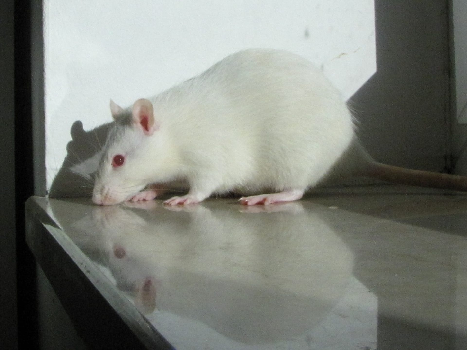 Potkaní albín. Foto: Markéta Čacká