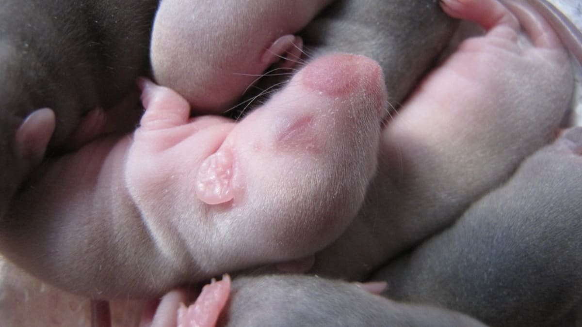 Potkan, týdenní mláďata. Foto: Markéta Čacká