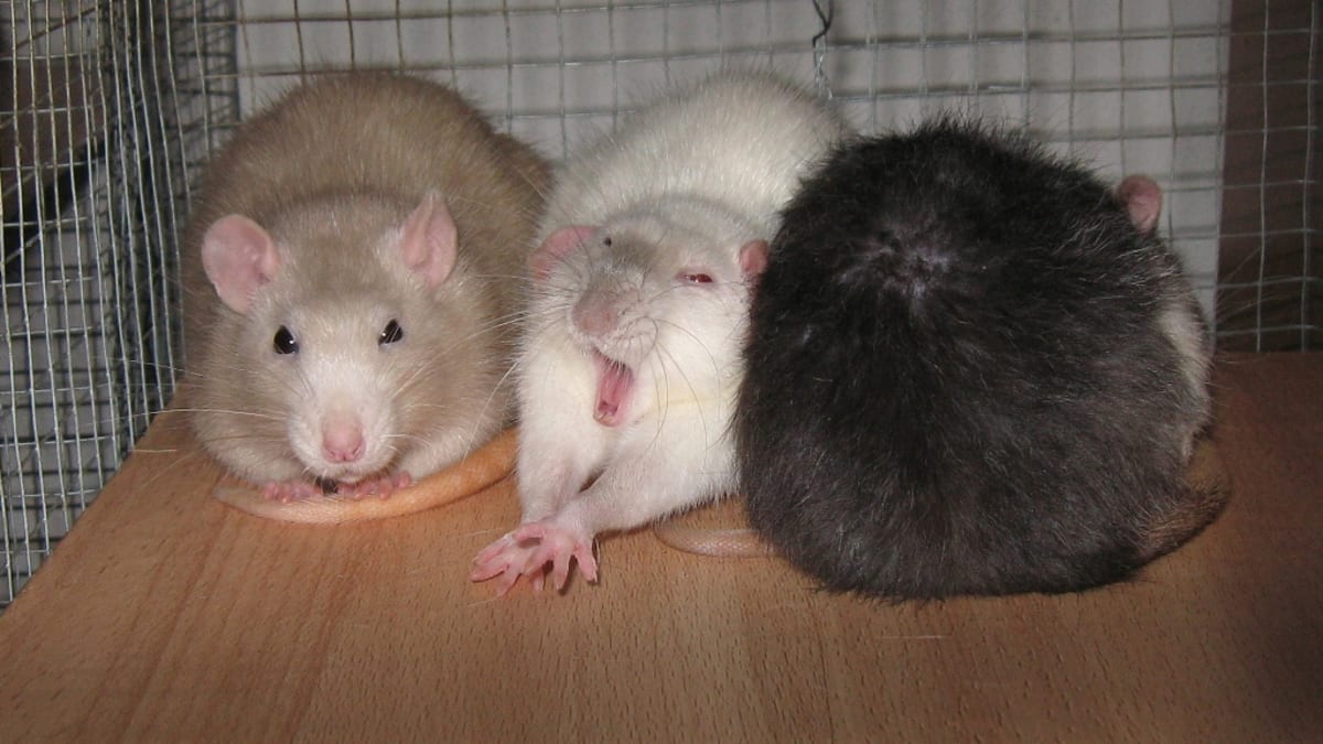 Spící potkani. Nejčastější je poloha, při níž si takřka leží na hlavě. Foto: Markéta Čacká