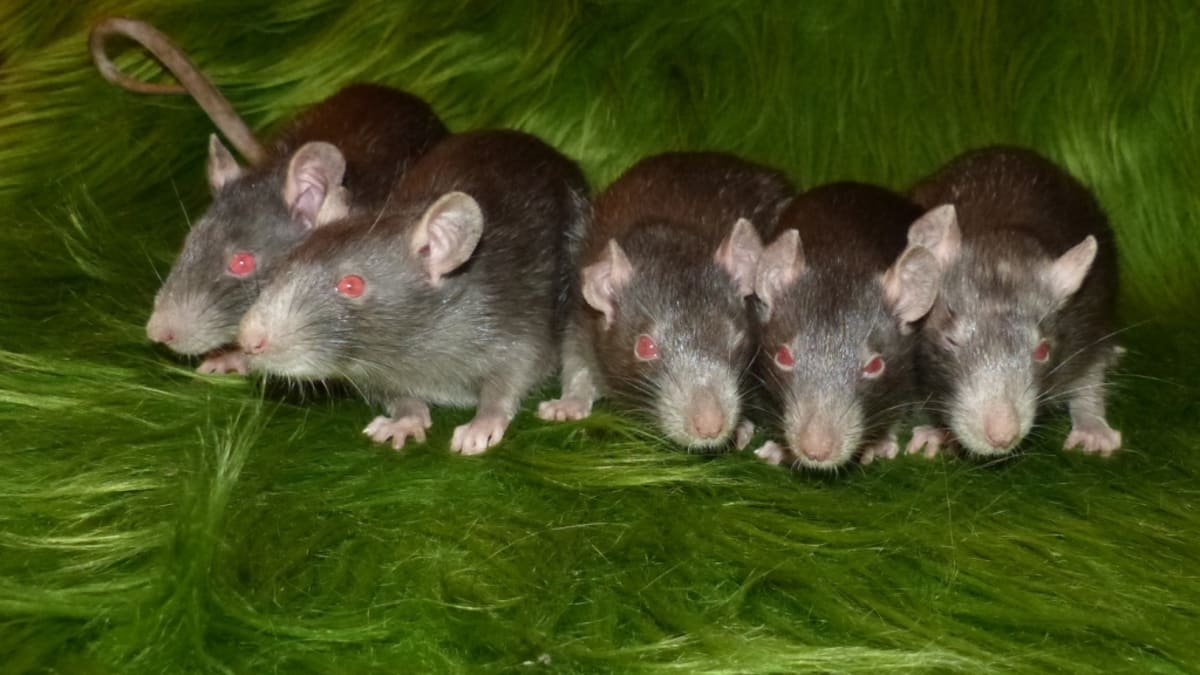Potkani, barva devil neboli kuní. Foto: Markéta Čacká