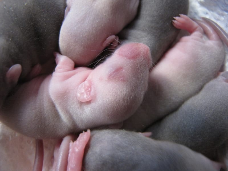 Potkaní týdenní mláďata. Foto: Markéta Čacká