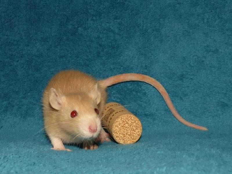 Potkan s jantarovým zbarvením. Foto: Markéta Čacká