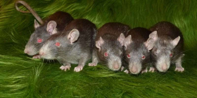 Potkani, barva devil neboli kuní. Foto: Markéta Čacká