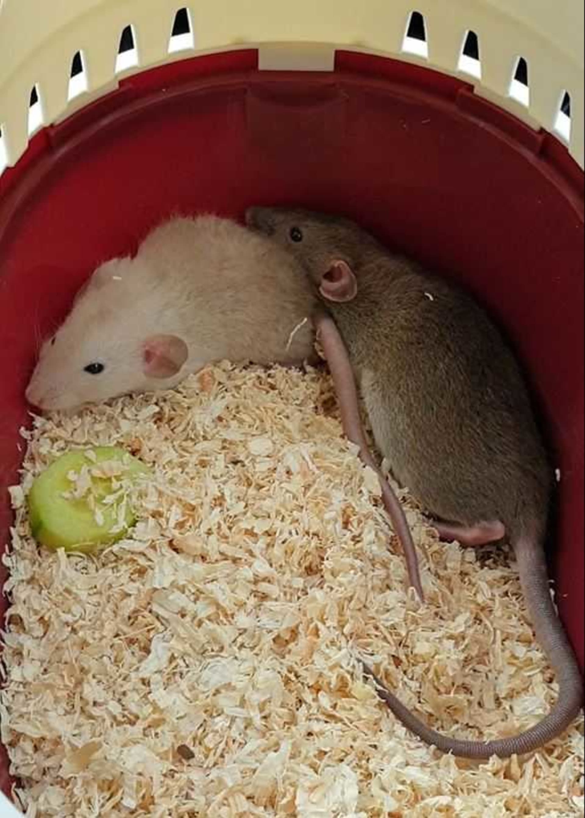 Potkani z množírny. Foto: Johana Holanová