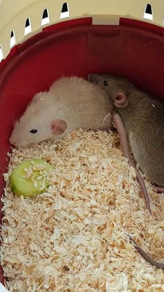 Potkani z množírny. Foto: Johana Holanová