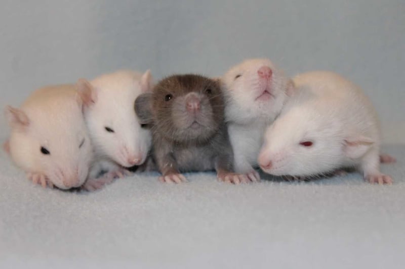 Potkani z chovatelské stanice. Foto: Štěpán Berka
