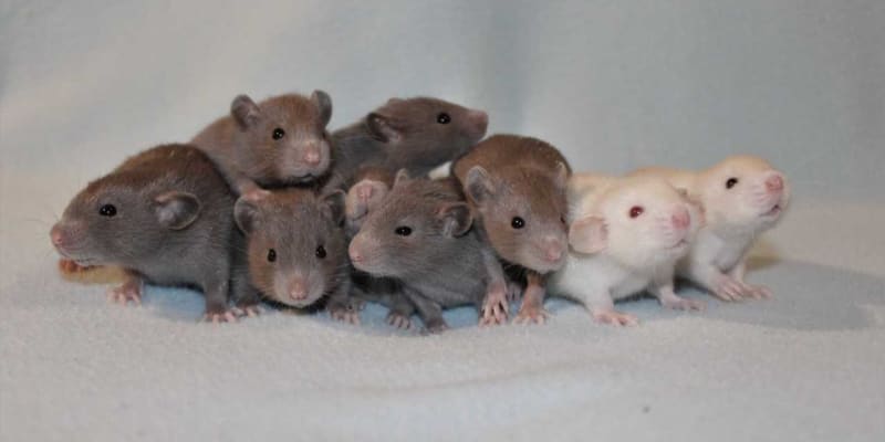 Potkani z chovatelské stanice. Foto: Štěpán Berka