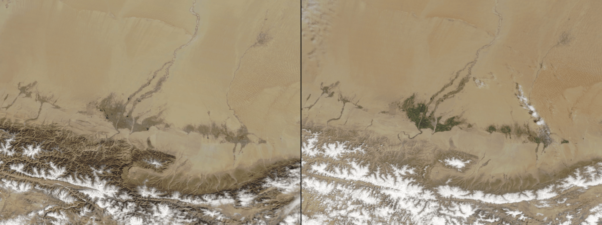 Galerie NASA: Asijskou poušť Taklamakan osvěžila na jaře zeleň. Vlevo únor 2020, vpravo duben 2020.