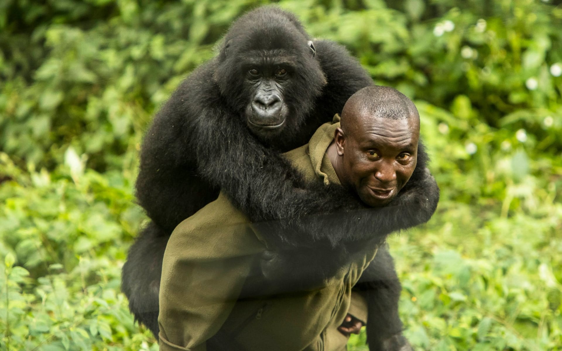 Strážci parku hlídají jedno z posledních míst, kde žijí gorily horské. Zdroj: Virunga National Park